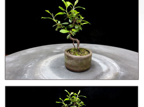如皋花名堂 微型盆景桌面綠植的魅力與價值